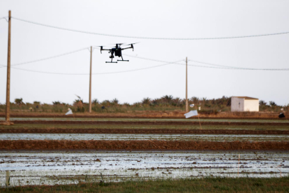 El drone sobrevolant els arrossars de Poble Nou del Delta.