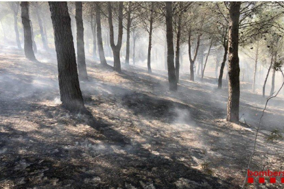 En Almoster quemaron 5.000 metros cuadrados de vegetación.