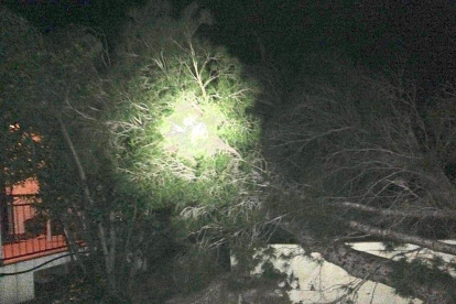 Imatge de l'arbre caigut.