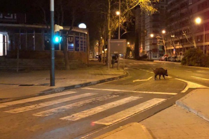 Imatge del porc senglar pels carrers de Reus, aquest dimart a la nit.
