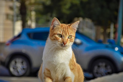 Imatge d'un gat al carrer.