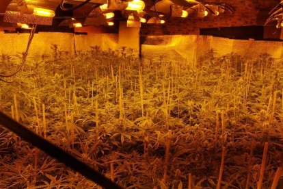 Imagen de una de las plantaciones de marihuana 'indoor' intervenidas.