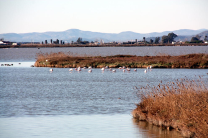 Un grupo de flamencos en la Bassa de l'Encanyissada del Delta de l'Ebre.