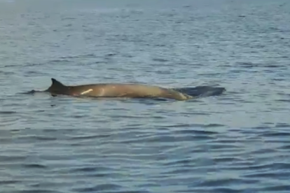 Imagen de una de las ballenas avistades delante de la costa de Torredembarra.