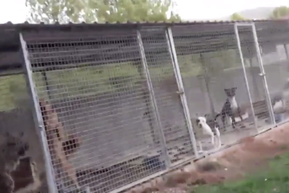 Imatge d'un moment del vídeo de la 'Residència Canina' de Vilaverd