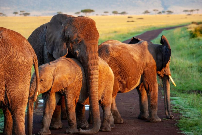 Imatge d'elefants en llibertat.