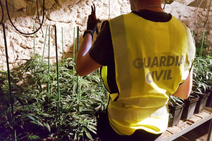 Los agentes intervinieron 564 plantas de marihuana.