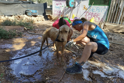 Una voluntaria lavando uno de los perros rescatados.