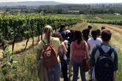 Plano general de los estudiantes de la escuela de verano de viticultura ecológica visitando las viñas de la Universidad de Geisenheim, en Alemania.