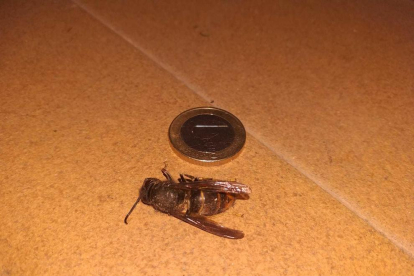 La vespa trobada a Salou té la mida del diàmetre d'un euro.