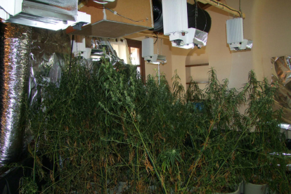 Imagen de la plantación de marihuana.