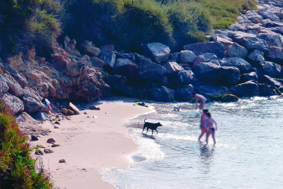 Varios perros y sus propietarios en el nuevo espacio de playa donde se les permite el acceso y el baño en verano.