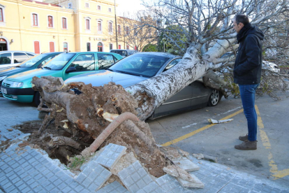 Imagen de un árbol caído sobre un coche a causa del viento a Valls y de su propietario observante los daños.