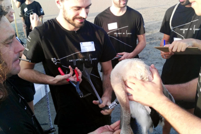 Primer pla d'un poll de flamenc anellat per voluntaris i tècnics dels Parc Natural del Delta de l'Ebre.