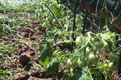 Una de las plantas estudiada ha sido la tomatera.