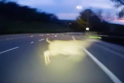 El ciervo, cruzando la carretera