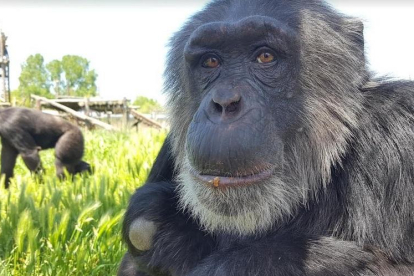 Imagen de un chimpancé rescatado de la Fundación Mona