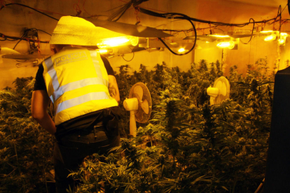 Imagen de los agentes trabajando en la plantación de marihuana intervenida.