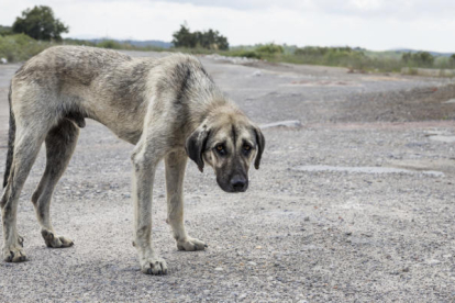 Imatge d'un gos abandonat