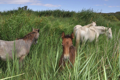 Cavalls a la reserva natural de Sebes.