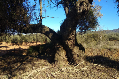Un olivo monumental en una finca.
