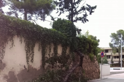 Imagen de un árbol caído en Cunit.