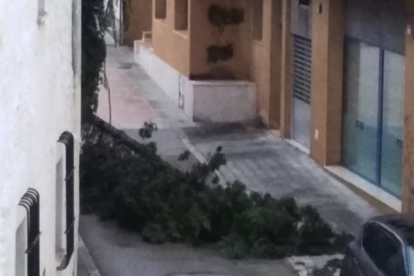 Imatge d'un arbre caigut a Cunit.
