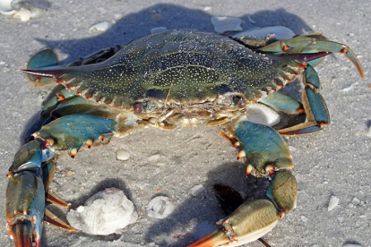 Imagen de archivo de un ejemplar de cangrejo azul.