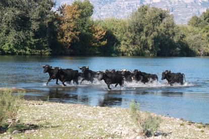 Los toros saliendo del río y entrando a la isla de los bueyes este 27 de septiembre de 2016.