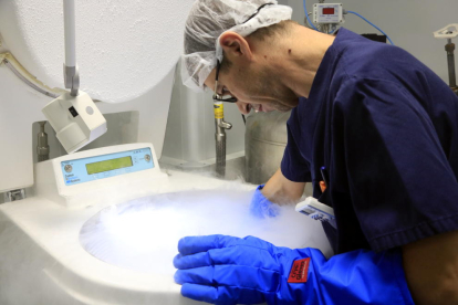 El responsable del Laboratorio de Criopreservació de Dexeus Dona, Miquel Solé, en uno de los tanques donde se conservan los óvulos.