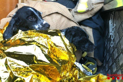 Imatge dels dos gossos rescatats.