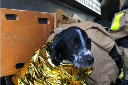Imatge d'un dels gossos rescatats.