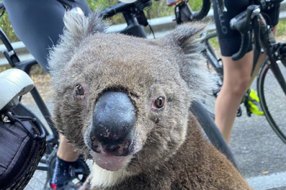 Imatge de l'animal després d'aturar als ciclistes.
