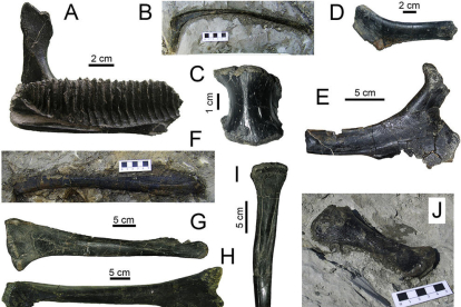 Imatge de detall d'ossos de dinosaures recuperats al jaciment del Molí del Baró, al Pallars Jussà.