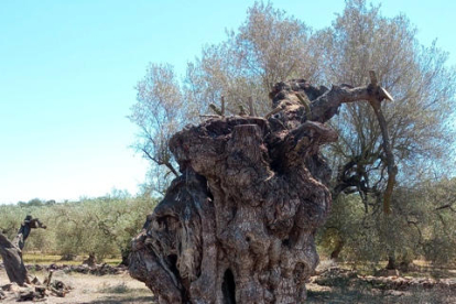 Pla general d'una de les oliveres monumentals arrencada a la partida de les Tosses, a Ulldecona.