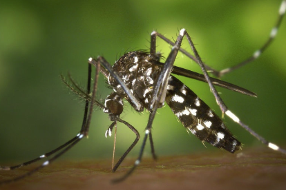 Imagen del mosquito tigre.