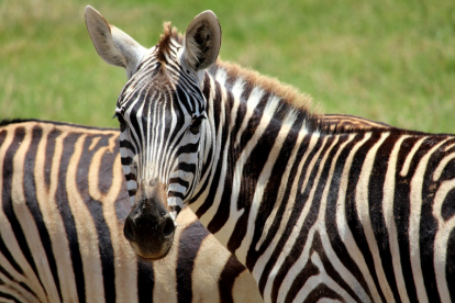 Imatge d'arxiu d'una zebra.