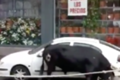 Imatge del bou amb el vehicle, que ha quedat destrossat.