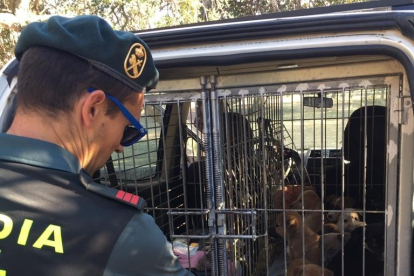 Los perros rescatados por la Guardia Civil
