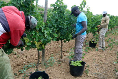 Imagen de tres trabajadores cogiendo uva en el inicio de esta campaña en el Penedès.