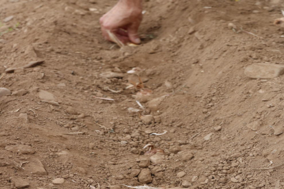 Pla detall de bulbs de safrà plantats a l'agost en un solc dins d'una finca de Montblanc.