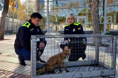 La unidad de Medio Natural de la Policía Local de Platja d'Aro con la zorra después de capturarla.