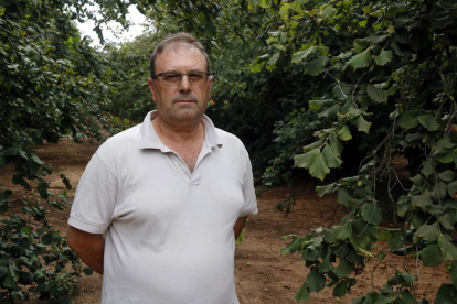 Pla mitjà del responsable nacional del sector de la fruita seca d'Unió de Pagesos, Rafel Español, en un camp d'avellaners. Imatge del 20 d'agost del 2019