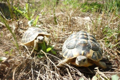 Dos exemplars de tortugues mediterrànies, una espècie en perill d'extinció.