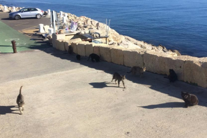 Un grupo de gatos pasea en el Faro de la Banya, al final del paseo de la Escullera.