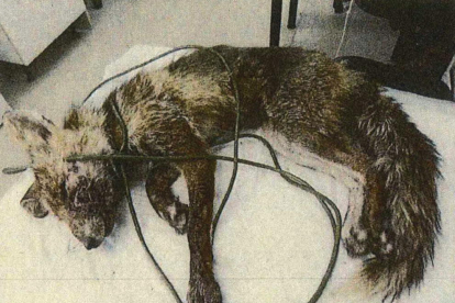 Imagen extraída del atestado del zorro lesionado y con los cables que la ataban a la jaula-trampa.