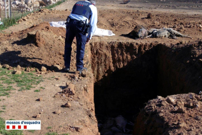 Els terrenys on s'han trobat fosses amb cadàvers d'ovelles a Ulldecona.