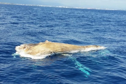 Imagen de archivo de un cetáceo flotando delante de la costa de Cap Salou.