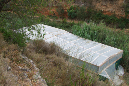 El invernadero donde se cultivaba la marihuana estaba situado en medio de un campo de olivos.