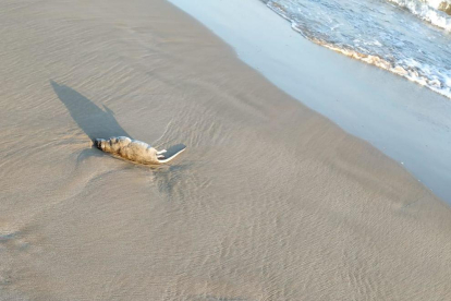 Ratas en la playa Llarga.